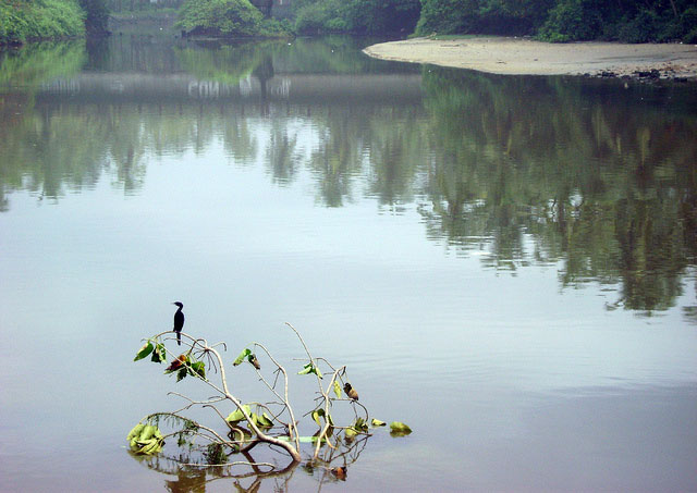 Payyambalam Beach; Kannur; Kerala; India; outdoor; uasatish; birds;