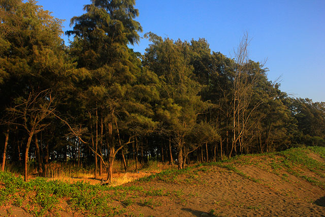 Suruchi Beach; Mumbai; India; Vasai; beach; Casuarina trees; outdoor; uasatish;