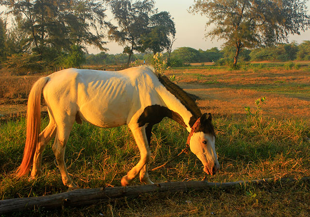 Suruchi Beach; Mumbai; India; Vasai; outdoor; beach; horse; uasatish;