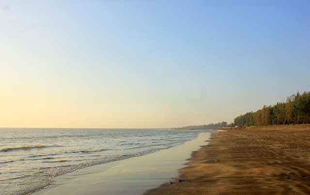 Suruchi Beach - Casuarina Trees Line the Beach - U.A. Satish