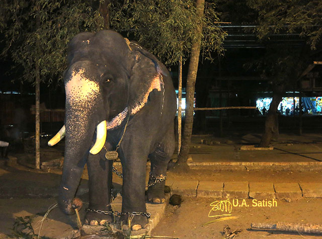 Kerala; India; uasatish; temple; Sri Krishna; elephant; temple; travel photography;