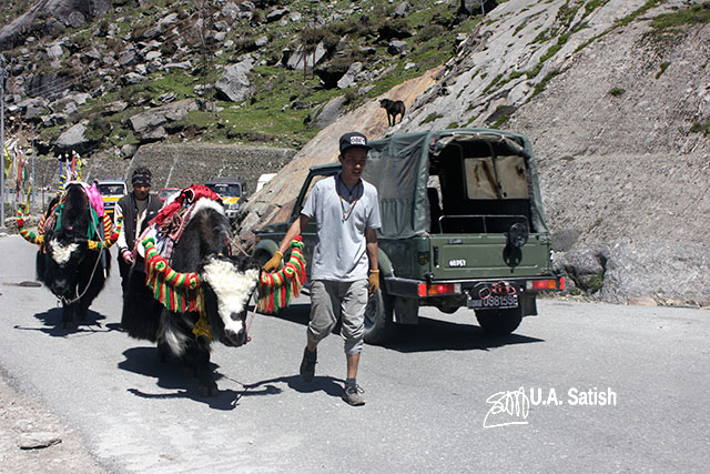 Sikkim; India; Yaks; road; uasatish; Maruti Gypsy;