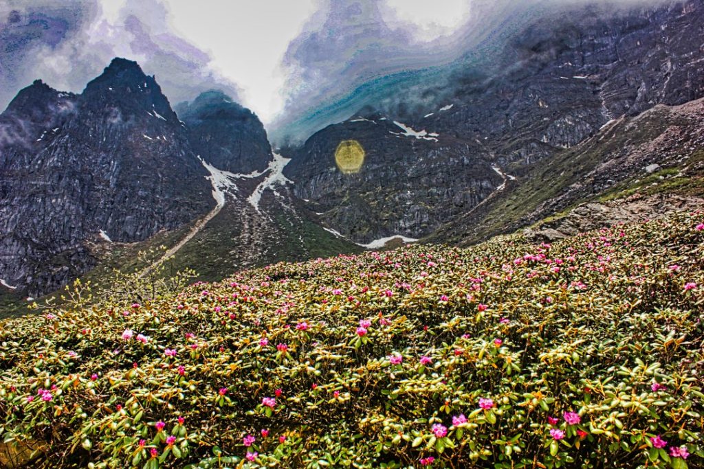 Mountain Slope Covered with Rhododendrons; Sikkim; uasatish; Rhododendrons; flowers; General Observations on Sikkim