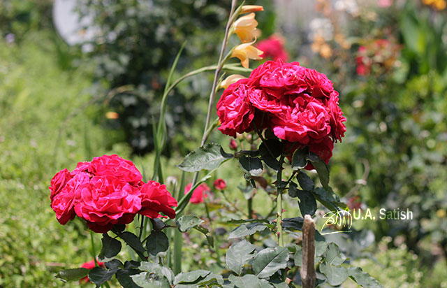 Sikkim; India; Gangtok; uasatish; red rose;