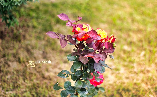 Beautiful-Flowers; Namchi; uasatish; Sikkim;