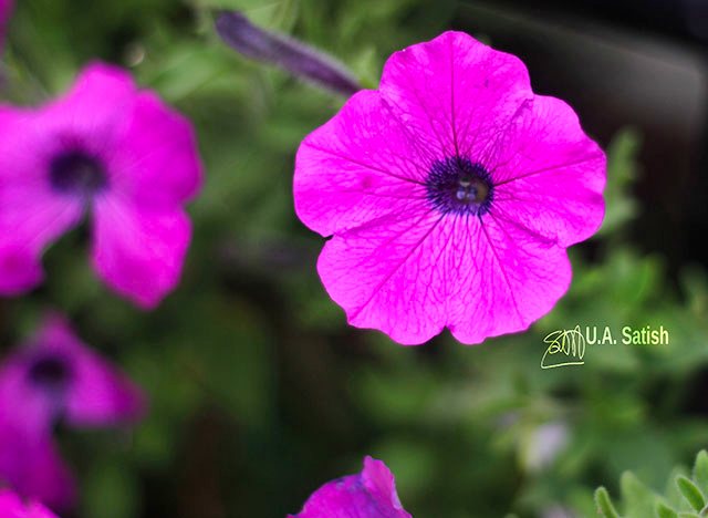 Petunia; flowers; uasatish; travel; photography;