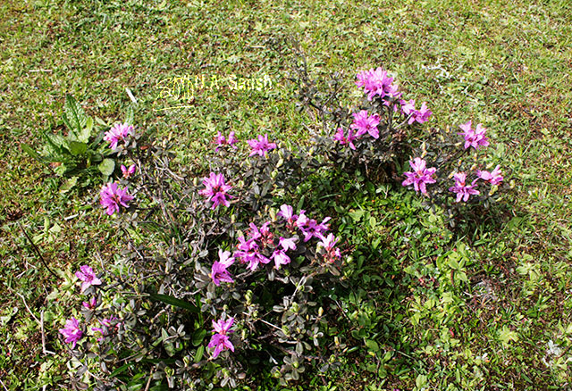 Yumthang; valley; Sikkim; India; Rhodendron; flowers; uasatish;