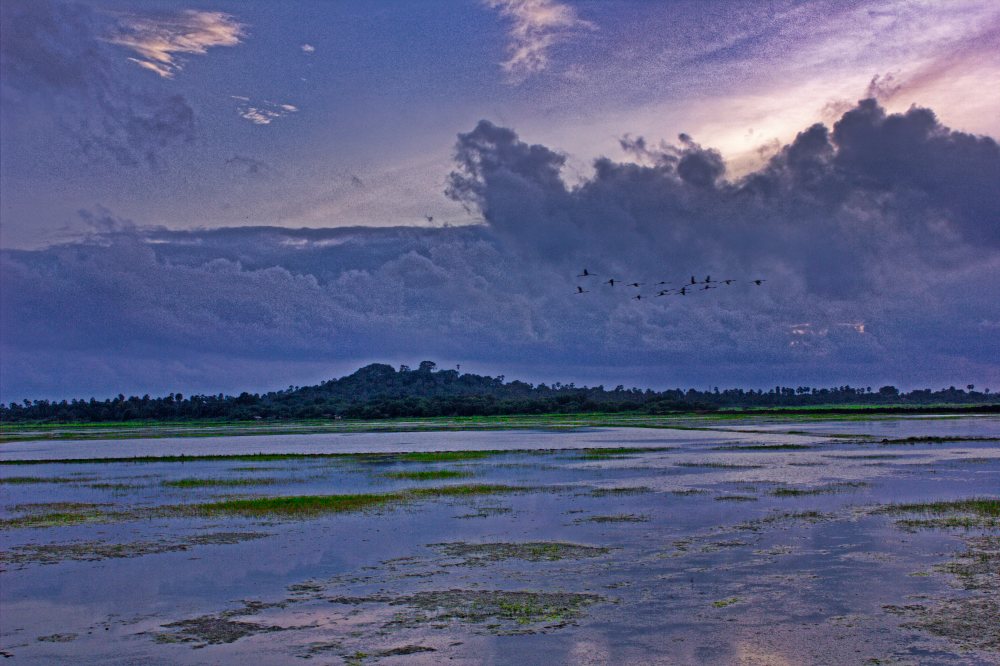 Flamingos in Motion; birds; flamingos; sky; clouds; travel blog; uasatish;