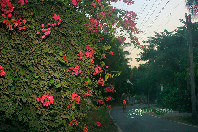 Bougainvillea; Vasai-Virar; Mumbai; India; flowers; road; uasatish;