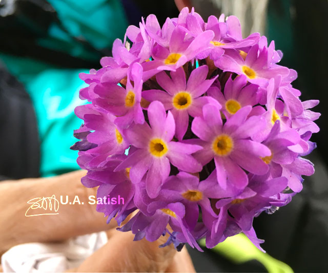 Sikkim; India; mountain flower; uasatish;