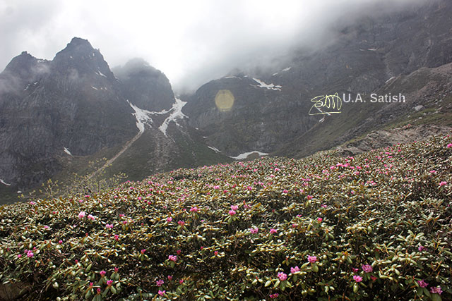 Rhododendrons; flowers; mountain slope; Sikkim; India; uasatish;