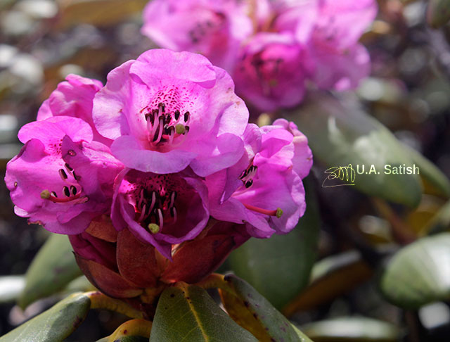 Rhododendrons; flowers; Sikkim; India; uasatish; Zero Point Sikkim; 