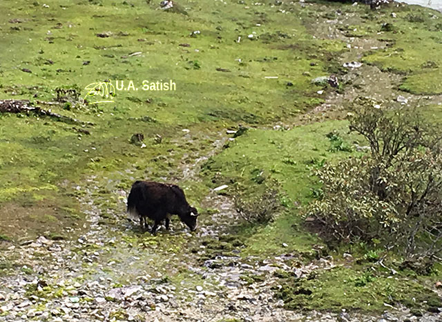 Yumthang, Sikkim, India,Yak,pasture, uasatish,