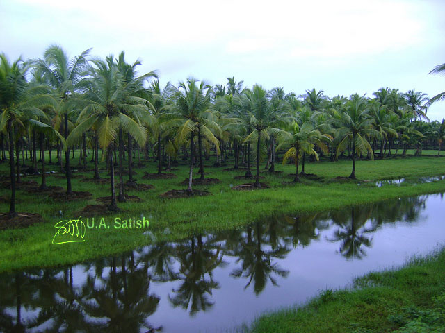 Kerala; coconut trees; India; water; grass; sky; uasatish;