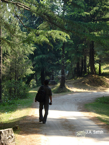 Kalatope Forest; Himachal Pradesh; India; pathway; trek; uasatish; forest;