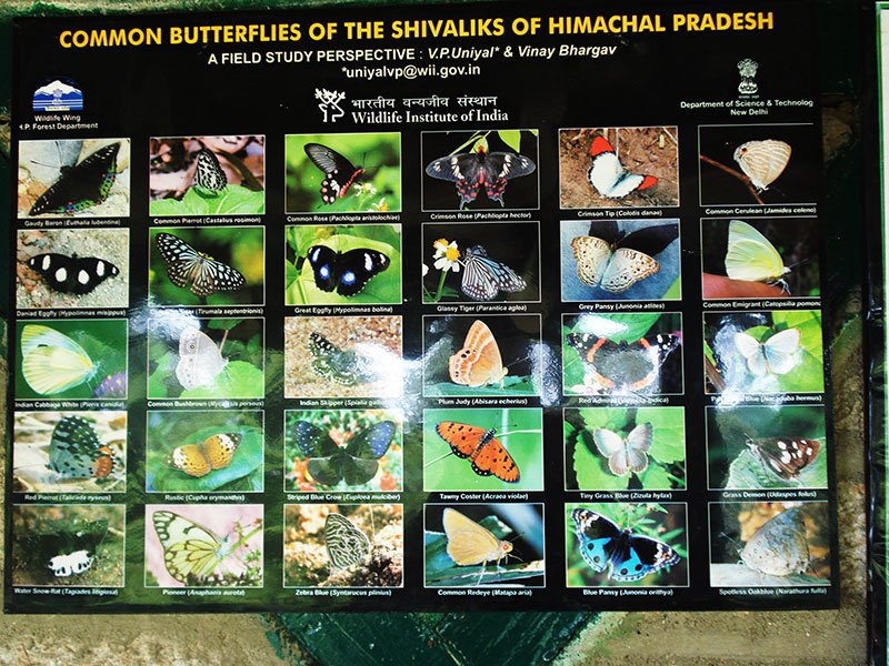 Himachal Pradesh; India; common butterfilies; uasatish;