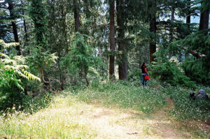 Kalatope Forest; Himachal Pradesh; India; forest; flowers; uasatish;