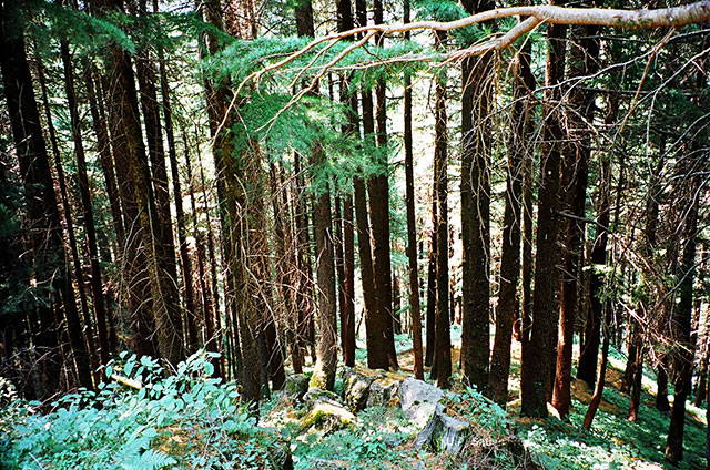 Kalatope Forest; Himachal Pradesh; India; trees; cedars; uasatish;