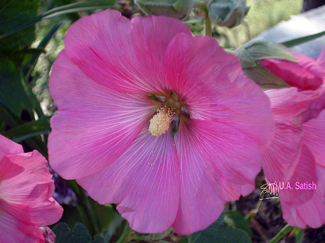 Kalatope Forest; Himachal Pradesh; India; mountain flower; uasatish;