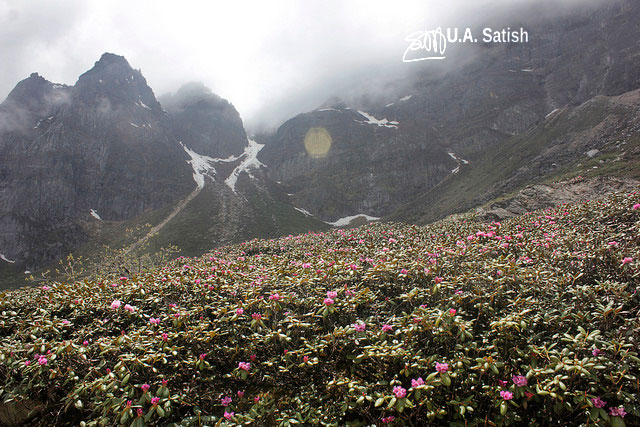 Rhododendrons; flowers; Sikkim; street; mountainside; uasatish; mountain;
