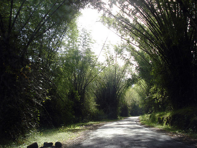 Road; Thirunelli; bamboo trees; Kerala; India; uasatish;