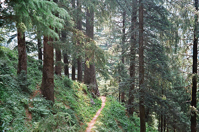 Himachal Pradesh; India; walkway; Outer Himalaya; uasatish;