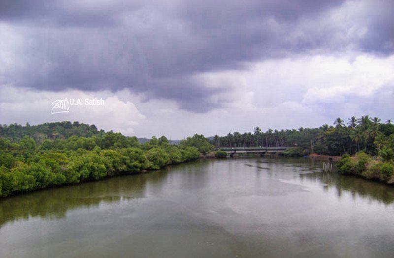 mangrove forests; Kerala; uasatish;