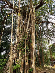 Gundert Bungalow in Thalassery Town of Kerala - U.A. Satish