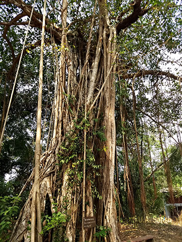 Baniyan Tree; Casuarina Tree; Gundert Bungalow; Thalassery; Kerala; India; uasatish;