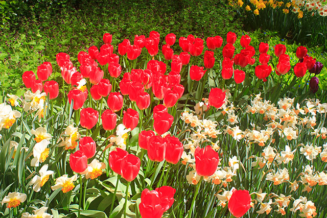 tulips; Keukenhof; gardens; Netherlands; flowers; Lisse; uasatish; reds;