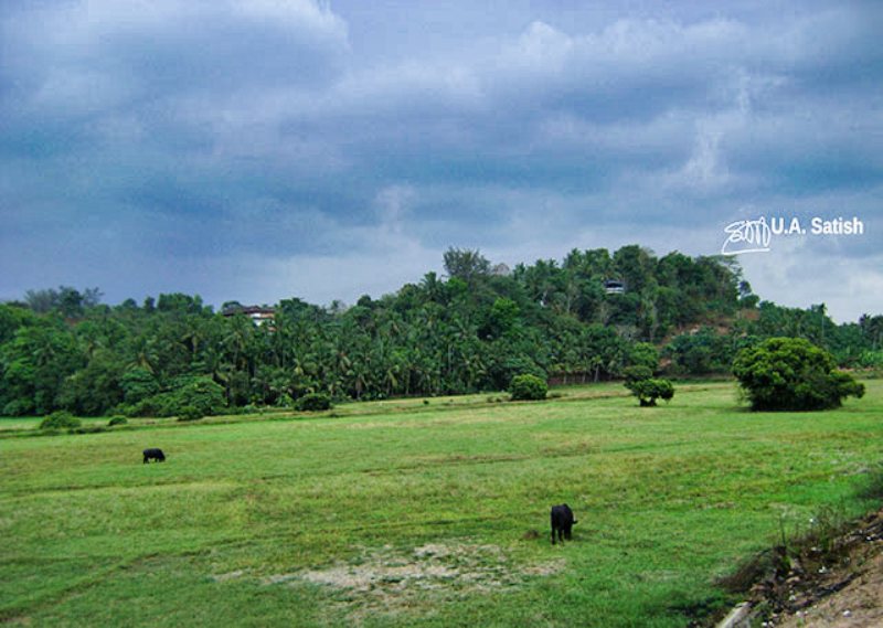 Grazing Fields; Kerala; uasatish; train journey;