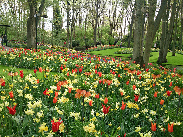 tulips; Keukenhof; gardens; Netherlands; flowers; Lisse; uasatish;