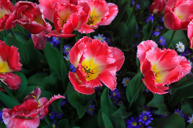 tulips; Netherlands; flowers; Lisse; uasatish; re and yellow;