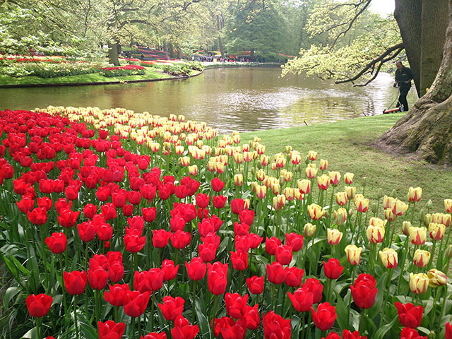 tulips; Keukenhof; tulip gardens; Netherlands; flowers; Lisse; uasatish;