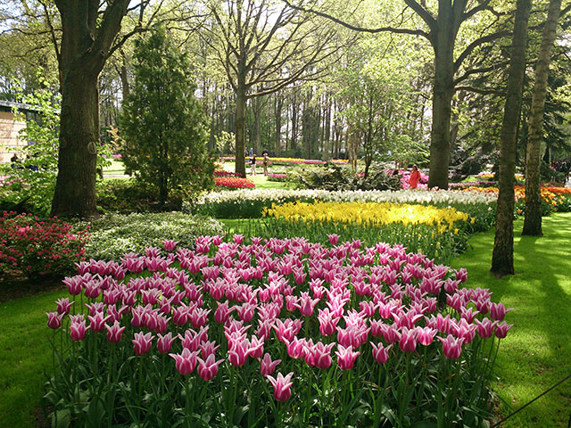 tulips; Keukenhof; gardens; Netherlands; flowers; Lisse; uasatish;