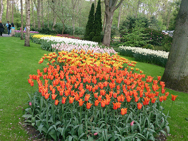 tulips; Keukenhof; gardens; Netherlands; flowers; Lisse; uasatish; many colours;
