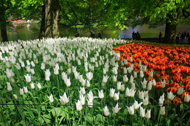 tulips; Netherlands; flowers; Lisse; uasatish; white and orange;