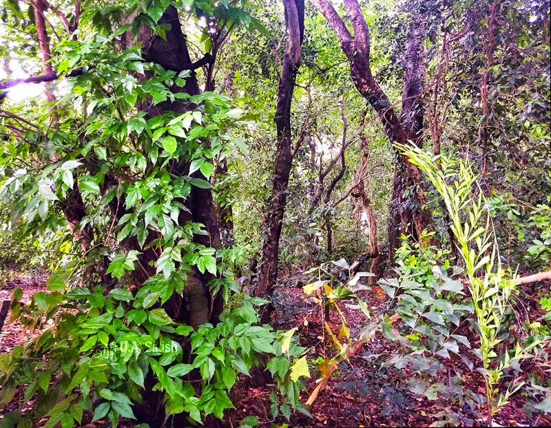 dense woods; kavu; Nileshwaram; uasatish;