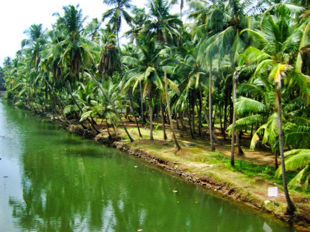 Kerala; uasatish; travel blog; coconut trees;