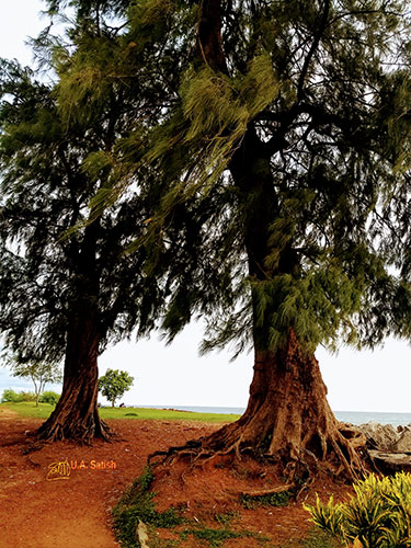 Kannur Fort; Fort St Angelos; Kannur; travel; Kerala; uasatish; old casuarina trees;