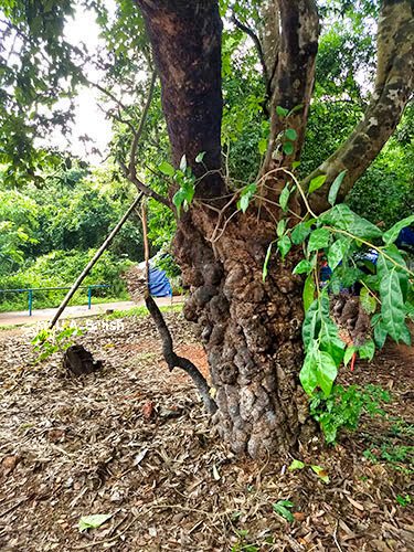 uasatish; old tree;