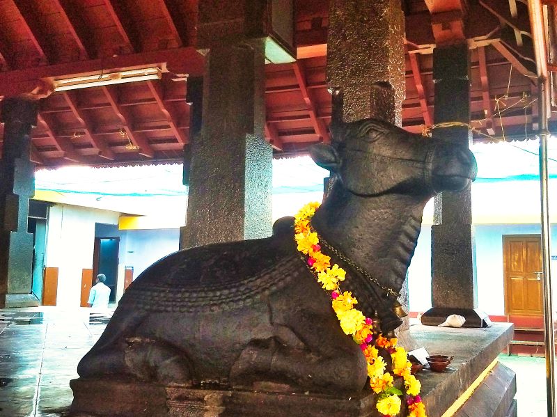 Nandi Bull; Sreekanteswara Temple; Mahadeva Temple; Kozhikode; Kerala; India; uasatish;