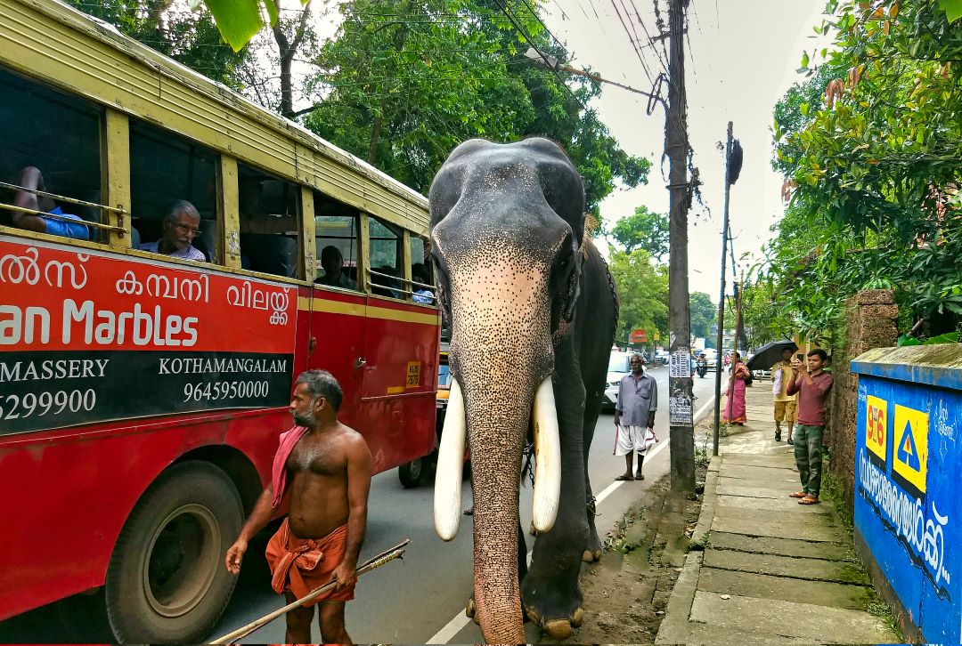 Temple Elephant; Tripunithura; Krala; uasatish; mahout; redbus;