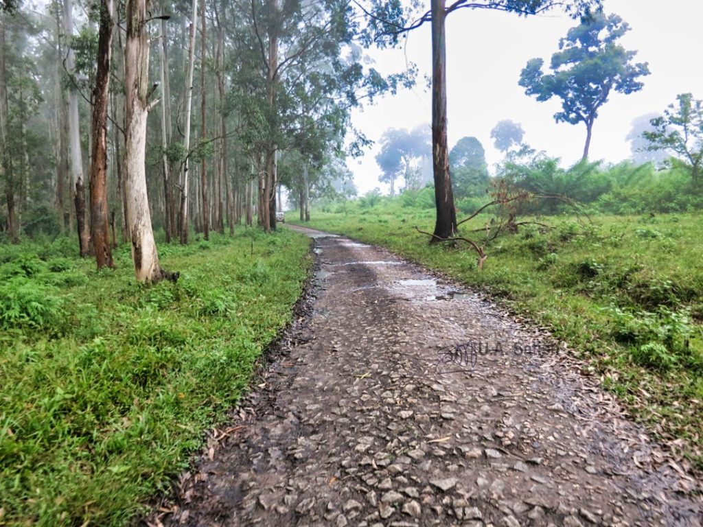 Early Morning in Muthanga Forest; Kerala; Wayanad; uasatish;