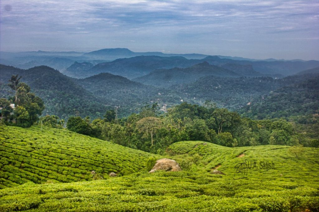 Rolling Hills of Munnar; Kerala God's Own Country; Munnar; uasatish;