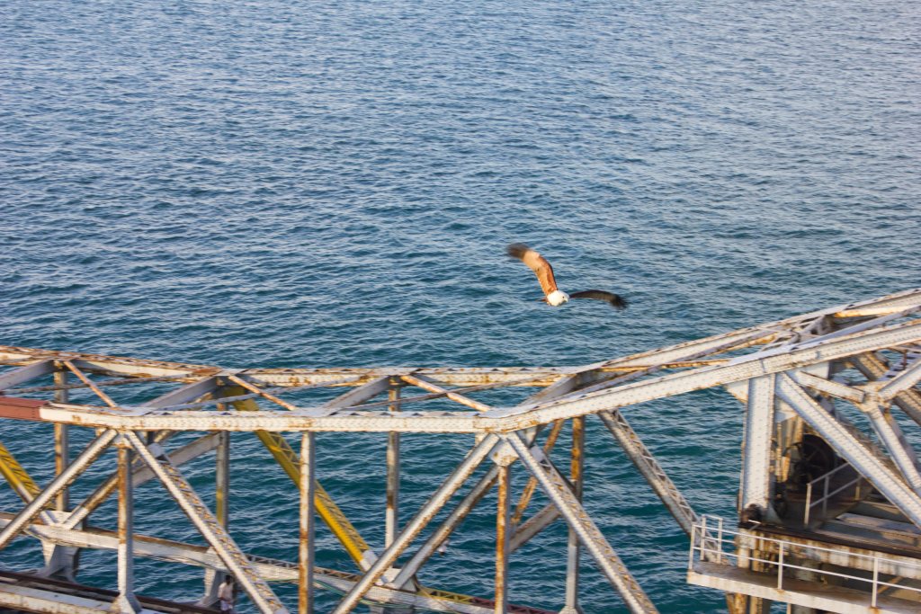 Pamban Bridge; Tamil Nadu; Rameswaram; eagle; uasatish;