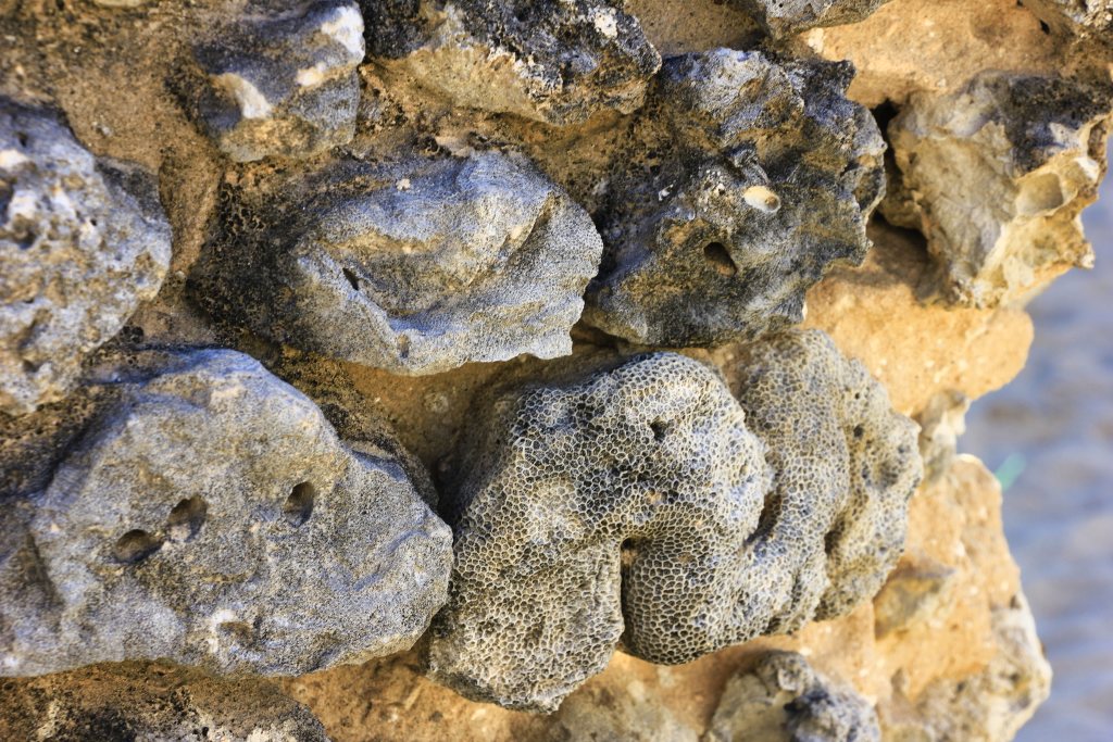 coral; church wall; Dhanushkodi; ndia; uasatish;