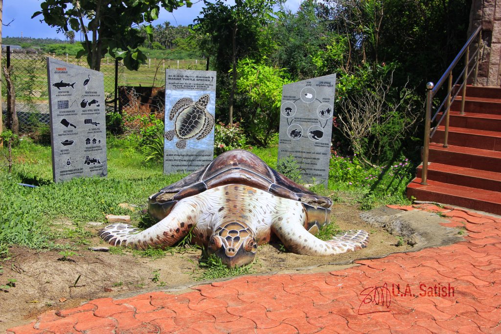 sea turtle; Ramesaram; uasatish; Mannar Biosphere;