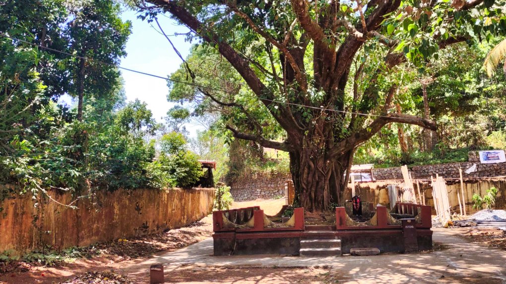 Old Tree; Wayanad; Kerala; uasatish; Shiva Temple;